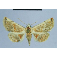 /filer/webapps/moths/media/images/L/legraini_Eublemma_PT_ZSM.jpg