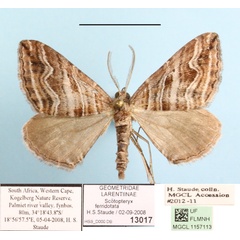 /filer/webapps/moths/media/images/F/ferridotata_Scotopteryx_A_MGCLa_01.JPG