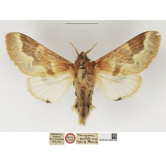 /filer/webapps/moths/media/images/S/sodalium_Taragama_HT_NHMUK.jpg
