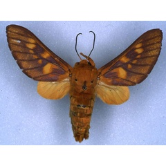 /filer/webapps/moths/media/images/F/fontainei_Balacra_HT_RMCA_03.jpg