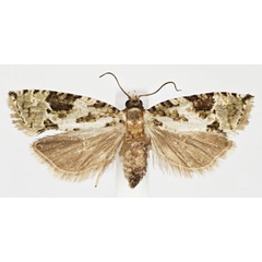 /filer/webapps/moths/media/images/N/nereidopa_Megaherpystis_AF_RMCA.jpg