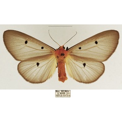 /filer/webapps/moths/media/images/F/fumipennis_Soloe_AF_TMSA_01.jpg