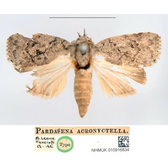 /filer/webapps/moths/media/images/A/acronyctella_Pardasena_HT_NHMUK.jpg