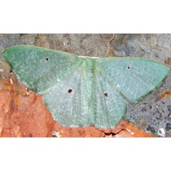 /filer/webapps/moths/media/images/O/oculata_Prasinocyma_A_Grobler.jpg