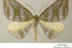 Hypochrosis hampsoni