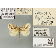 /filer/webapps/moths/media/images/B/bipuncta_Suarezia_PTM_BMNH_03a.jpg