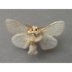 /filer/webapps/moths/media/images/V/varipes_Naroma_A_Baron_02.jpg