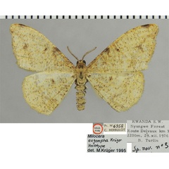 /filer/webapps/moths/media/images/E/eugompha_Milocera_HT_ZSMa.jpg
