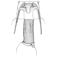 /filer/webapps/moths/media/images/P/punctata_Gnathifera_GFPT_ZMHB.jpg