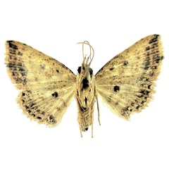 /filer/webapps/moths/media/images/E/ellipsomacula_Alloscotia_HT_ZSMb.jpg