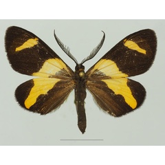 /filer/webapps/moths/media/images/S/syndroma_Pitthea_AM_Basquin_01a.jpg