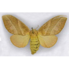 /filer/webapps/moths/media/images/P/phronema_Pachypasa_LT_MfN.jpg