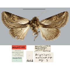 /filer/webapps/moths/media/images/M/martinae_Bryophilopsis_HT_MNHN.jpg