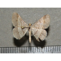 /filer/webapps/moths/media/images/D/deerraria_Isturgia_A_Goff.jpg