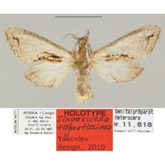 /filer/webapps/moths/media/images/E/elegantissima_Sinjaeviella_HT_ZSM.jpg