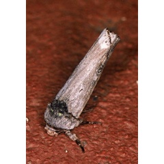 /filer/webapps/moths/media/images/O/ochroprocta_Lophotarsia_A_Roland_01.jpg
