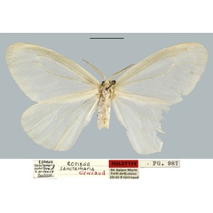 /filer/webapps/moths/media/images/S/sanctamaria_Eopirga_HT_MNHN.jpg