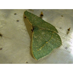 /filer/webapps/moths/media/images/O/obversata_Traminda_A_Guyonnet.jpg