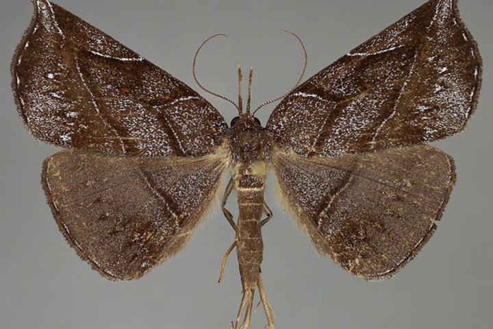 /filer/webapps/moths/media/images/J/jucunda_Aburina_AF_Fiebig.jpg