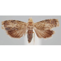 /filer/webapps/moths/media/images/L/lecaniodiscana_Eucosmocydia_PTF_USNM.jpg