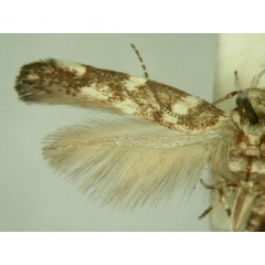 /filer/webapps/moths/media/images/P/pentagama_Eteobalea_HT846_TMSA_03.jpg