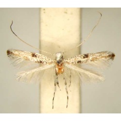 /filer/webapps/moths/media/images/D/diospyri_Cuphodes_HT_TMSA6315.jpg