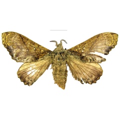 /filer/webapps/moths/media/images/S/superba_Pellecebra_PTF_MNHN.jpg