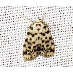 /filer/webapps/moths/media/images/P/punctipennis_Siccia_A_Braun_07.jpg