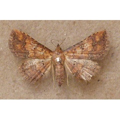 /filer/webapps/moths/media/images/T/thermesialis_Cerynea_A_Butler.jpg