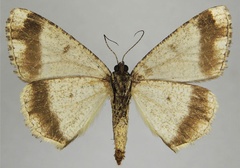 /filer/webapps/moths/media/images/R/raphaelaria_Xylopteryx_AF_ZSMb.jpg
