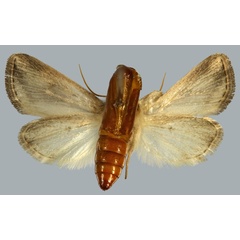 /filer/webapps/moths/media/images/V/venusta_Buakea_HT_MNHNb.jpg