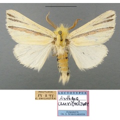 /filer/webapps/moths/media/images/A/aurifodinae_Rigema_LT_TMSA.jpg
