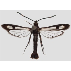 /filer/webapps/moths/media/images/M/mystica_Nesosphecia_HT_SMNS_01.jpg