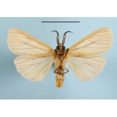 /filer/webapps/moths/media/images/S/simulans_Epilacydes_AM_MGCLb_01.JPG