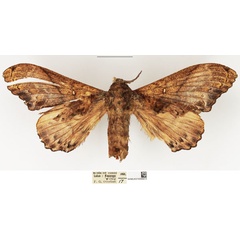 /filer/webapps/moths/media/images/S/superba_Odontogama_AF_NHMUK.jpg
