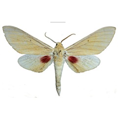 /filer/webapps/moths/media/images/M/melichari_Neoclanis_HT_EMEMa.jpg