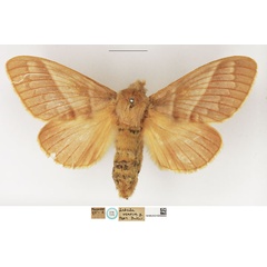 /filer/webapps/moths/media/images/V/venosa_Lebeda_STF_NHMUK.jpg