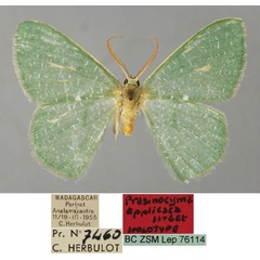 /filer/webapps/moths/media/images/A/applicata_Prasinocyma_HT_ZSM_01.jpg