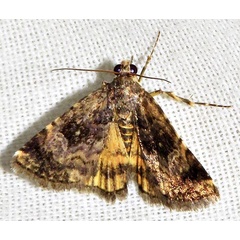 /filer/webapps/moths/media/images/V/varia_Acontiola_A_Braun_03.jpg