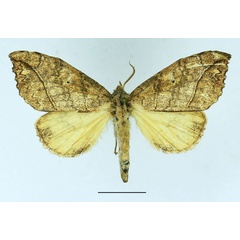 /filer/webapps/moths/media/images/V/vilis_Epitrotonotus_AF_Basquin_01.jpg