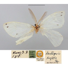 /filer/webapps/moths/media/images/P/pirgula_Marblepsis_PTM_BMNH.jpg