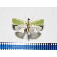 /filer/webapps/moths/media/images/I/insulana_Earias_A_Goff_01.JPG