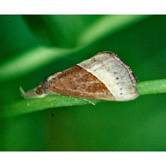 /filer/webapps/moths/media/images/L/lividalis_Hypena_A_Roland_01.jpg