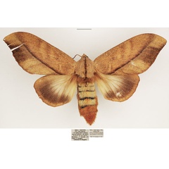 /filer/webapps/moths/media/images/S/subfascia_Pachyna_AF_TMSA_01.jpg