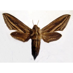 /filer/webapps/moths/media/images/U/ugandae_Theretra_AM_Basquin_02.jpg