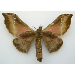 /filer/webapps/moths/media/images/T/tessmanni_Ludia_STF_NHMUKb.jpg