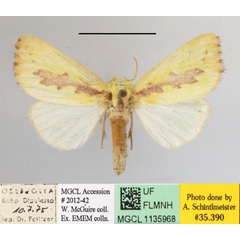 /filer/webapps/moths/media/images/D/delicata_Antheua_A_MGCLa_01.JPG