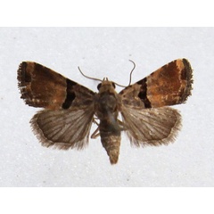 /filer/webapps/moths/media/images/E/expatriata_Eustrotia_A_Goff.jpg