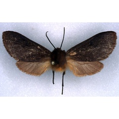 /filer/webapps/moths/media/images/O/orientalis_Metarctia_NAT_RMCA_01.jpg