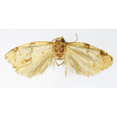 /filer/webapps/moths/media/images/O/oidema_Clepsis_HT_RMCA.jpg